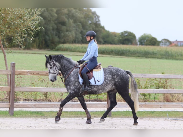 Connemara Gelding 4 years 14,3 hh Grey-Blue-Tan in Bogaarden