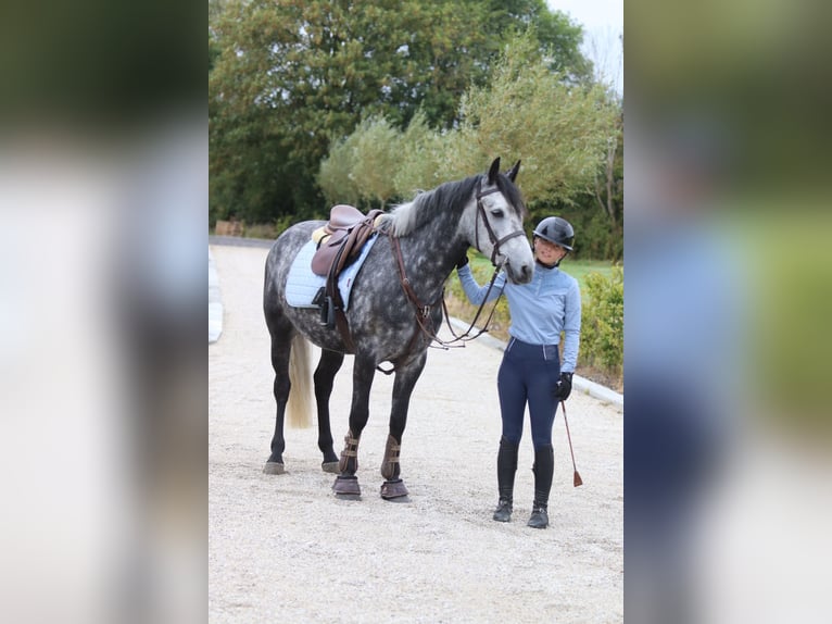 Connemara Gelding 4 years 14,3 hh Grey-Blue-Tan in Bogaarden