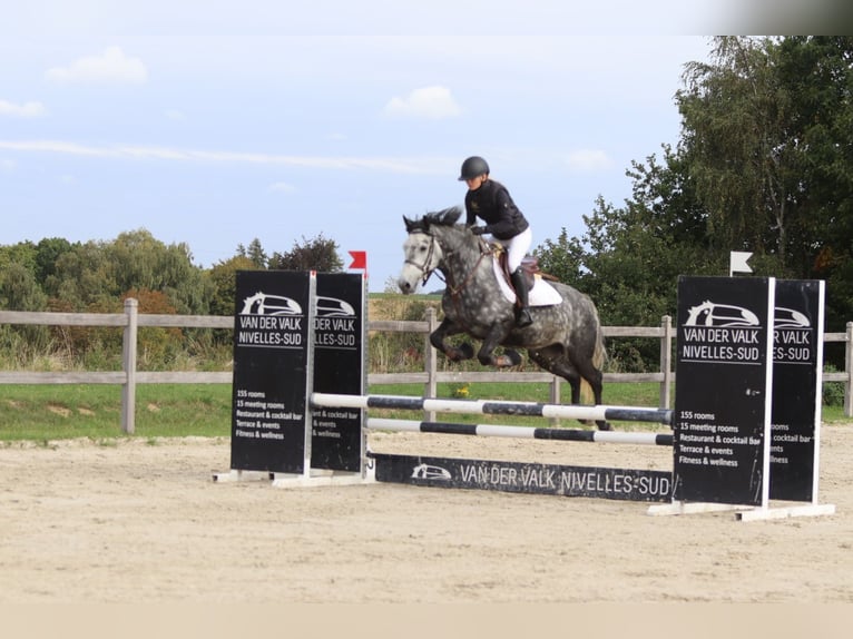 Connemara Gelding 4 years 14,3 hh Grey-Blue-Tan in Bogaarden