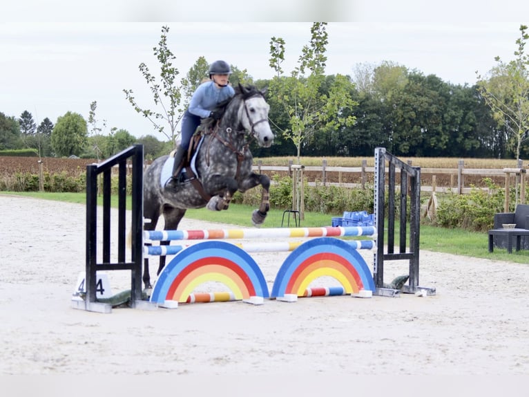 Connemara Gelding 4 years 14,3 hh Grey-Blue-Tan in Bogaarden