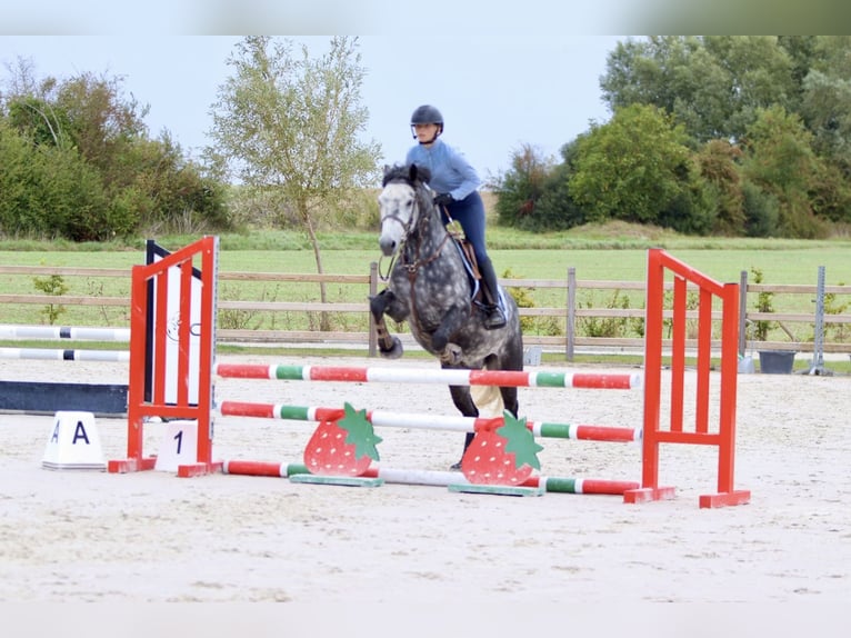 Connemara Gelding 4 years 14,3 hh Grey-Blue-Tan in Bogaarden