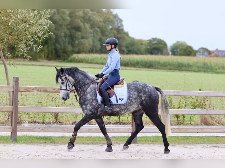 Connemara Gelding 4 years 14,3 hh Grey-Blue-Tan in Bogaarden