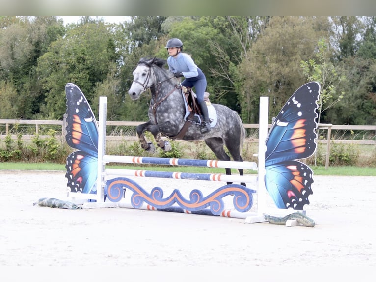 Connemara Gelding 4 years 14,3 hh Grey-Blue-Tan in Bogaarden