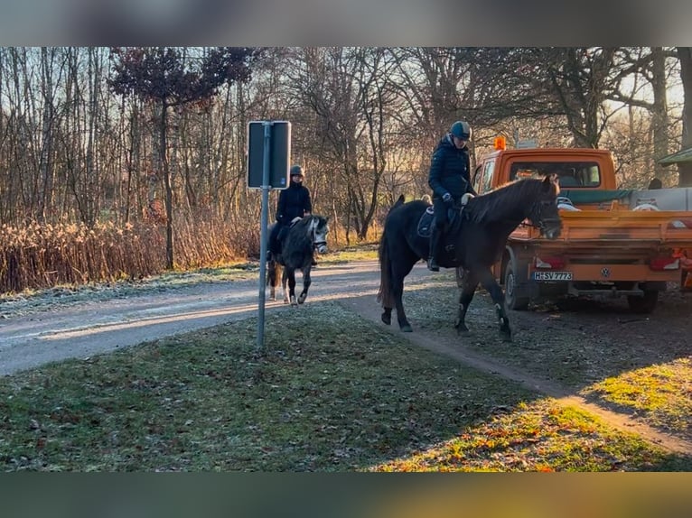 Connemara Gelding 4 years 14,3 hh Grey-Dapple in Burgdorf