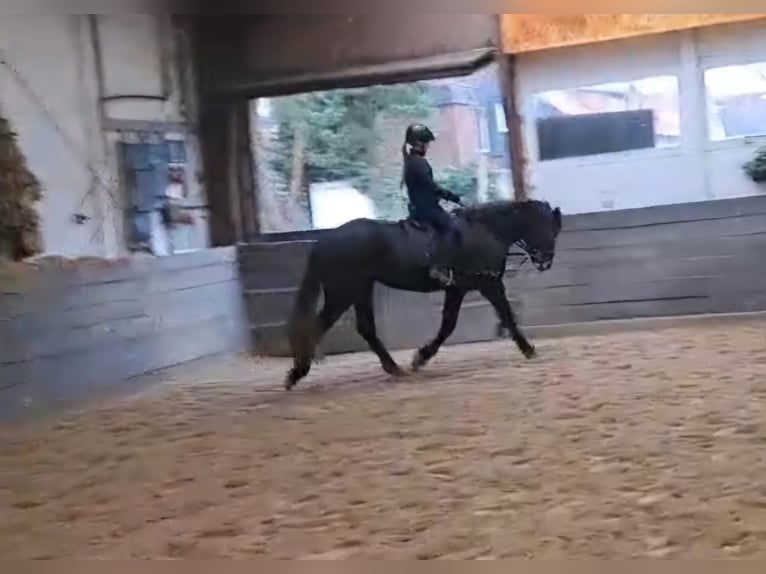 Connemara Gelding 4 years 14,3 hh Grey-Dapple in Burgdorf