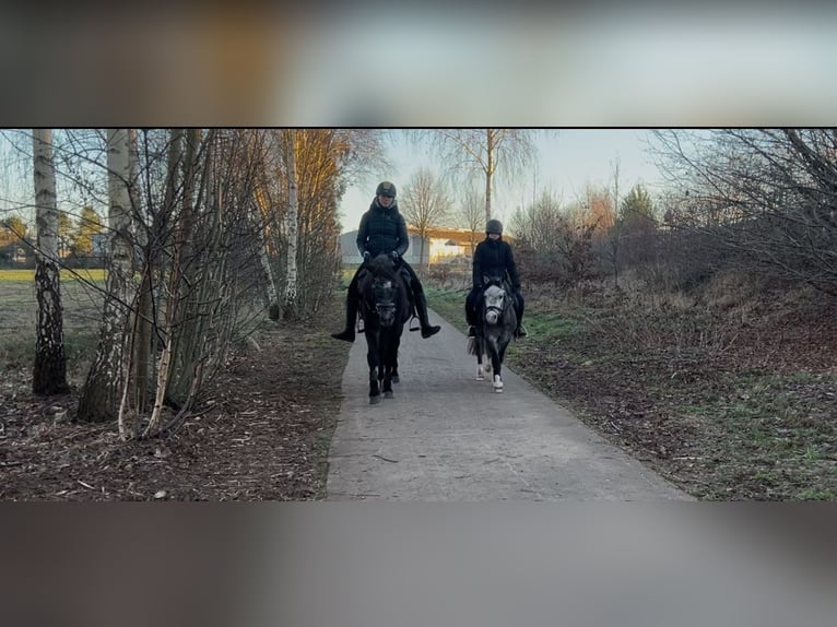 Connemara Gelding 4 years 14,3 hh Grey-Dapple in Burgdorf