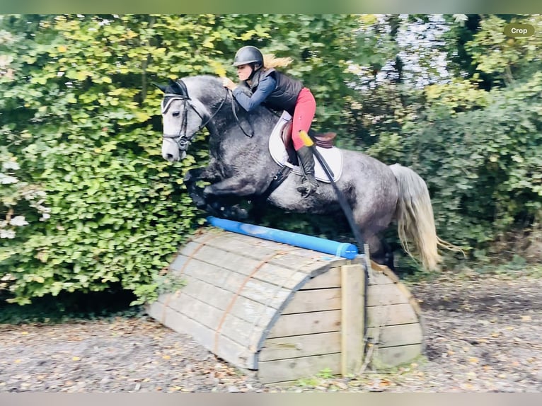 Connemara Gelding 4 years 14,3 hh Grey in Mountrath