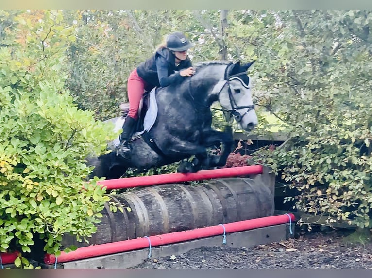 Connemara Gelding 4 years 14,3 hh Grey in Mountrath