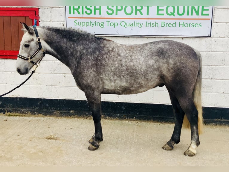 Connemara Gelding 4 years 14,3 hh Grey in Mountrath