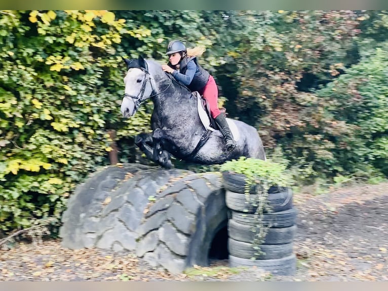 Connemara Gelding 4 years 14,3 hh Grey in Mountrath