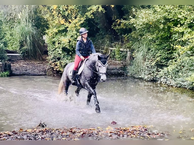 Connemara Gelding 4 years 14,3 hh Grey in Mountrath