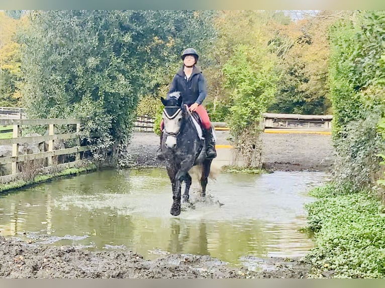 Connemara Gelding 4 years 14,3 hh Grey in Mountrath