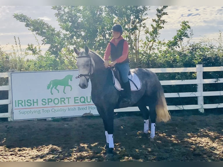 Connemara Gelding 4 years 14,3 hh Grey in Mountrath