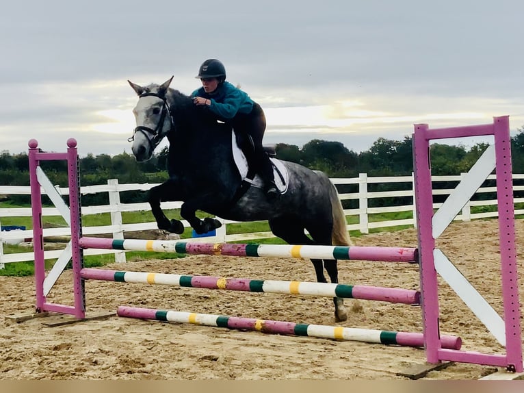 Connemara Gelding 4 years 14,3 hh Grey in Mountrath