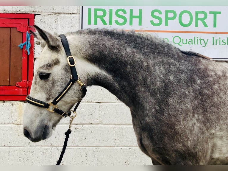 Connemara Gelding 4 years 14,3 hh Grey in Mountrath