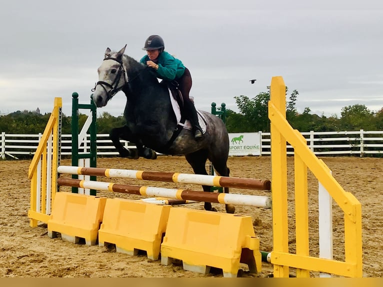 Connemara Gelding 4 years 14,3 hh Grey in Mountrath