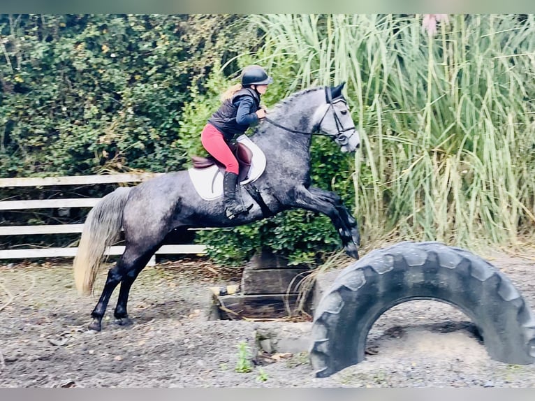 Connemara Gelding 4 years 14,3 hh Grey in Mountrath