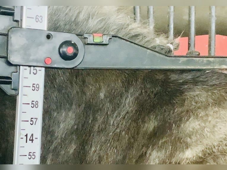 Connemara Gelding 4 years 14,3 hh Grey in Mountrath