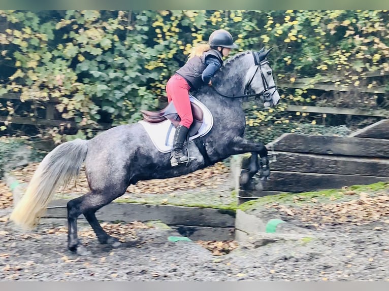 Connemara Gelding 4 years 14,3 hh Grey in Mountrath