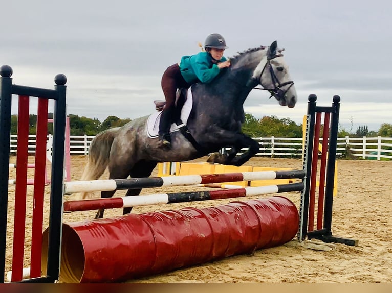 Connemara Gelding 4 years 14,3 hh Grey in Mountrath