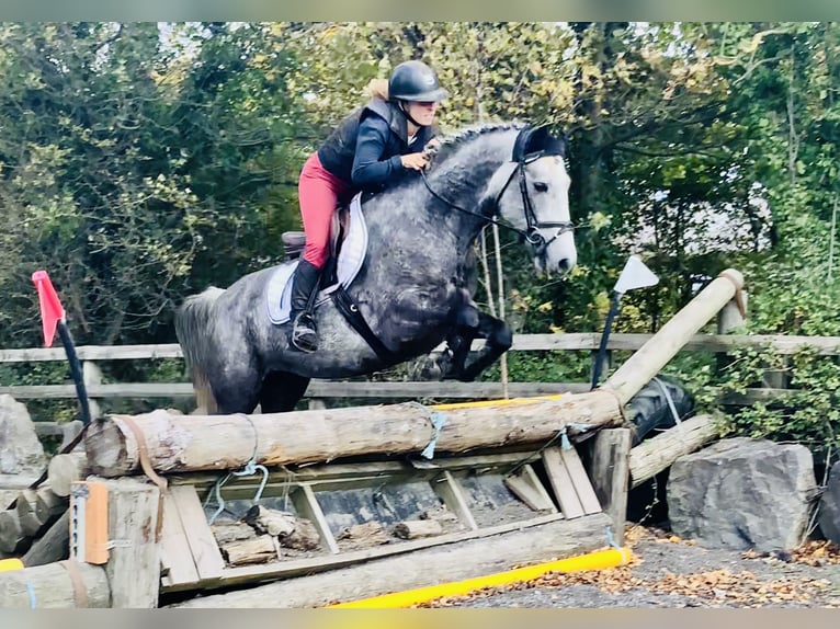 Connemara Gelding 4 years 14,3 hh Grey in Mountrath