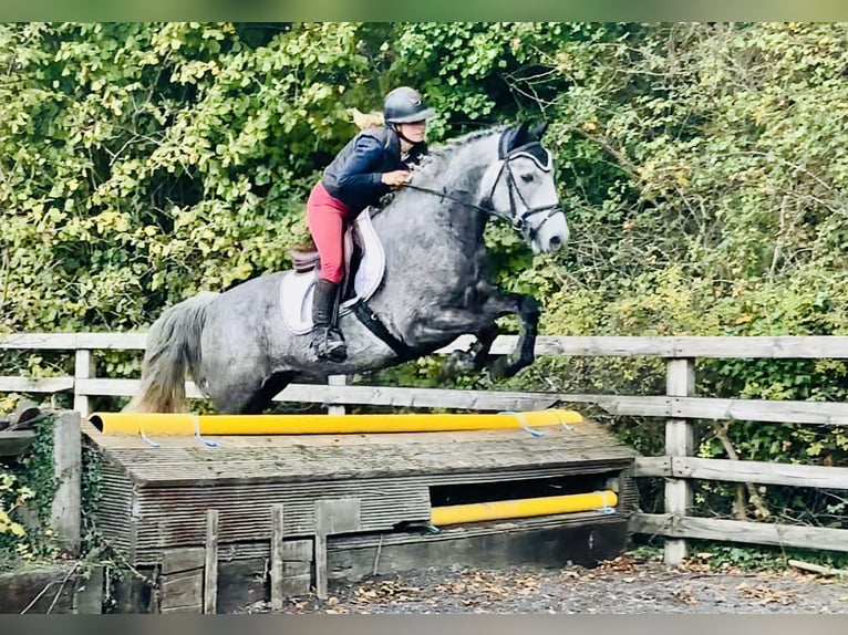 Connemara Gelding 4 years 14,3 hh Grey in Mountrath