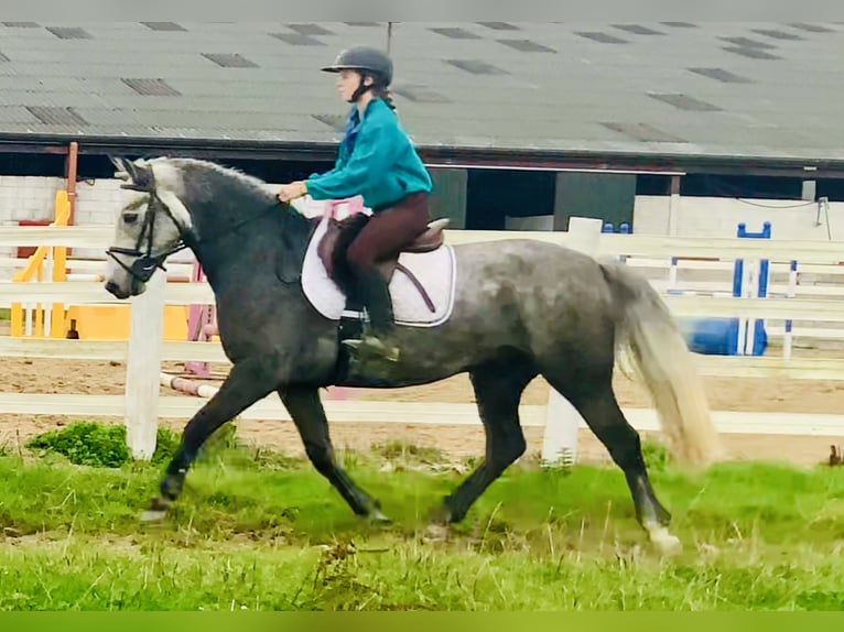 Connemara Gelding 4 years 14,3 hh Grey in Mountrath