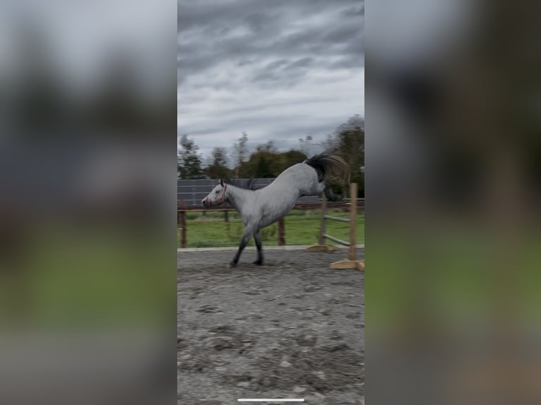 Connemara Gelding 4 years 14,3 hh Grey in Galway