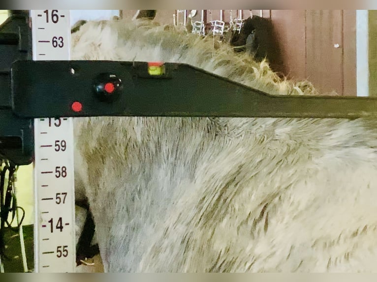 Connemara Gelding 4 years 14,3 hh Grey in Mountrath