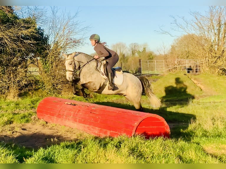 Connemara Gelding 4 years 14,3 hh Grey in Mountrath
