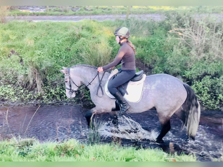 Connemara Gelding 4 years 14,3 hh Grey in Mountrath