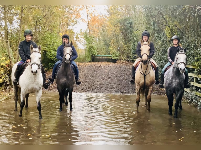 Connemara Gelding 4 years 14,3 hh Grey in Mountrath