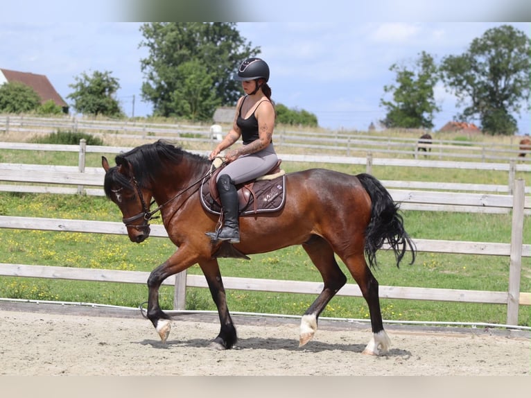 Connemara Gelding 4 years 15.1 hh Brown in Pepingen