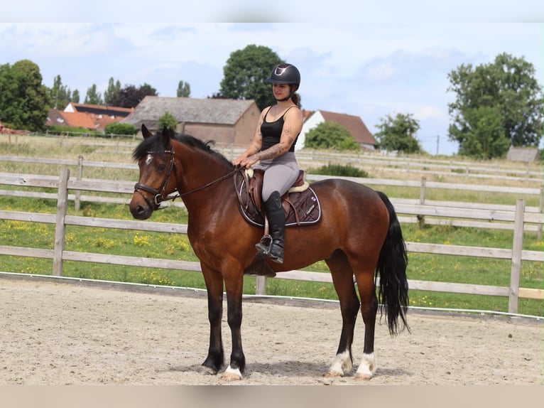 Connemara Gelding 4 years 15.1 hh Brown in Pepingen