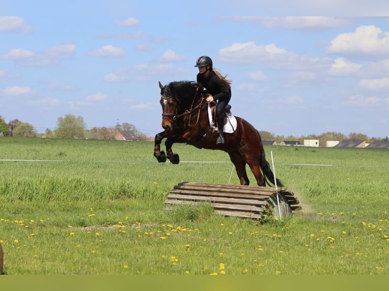 Connemara Gelding 4 years 15.1 hh Brown in Pepingen