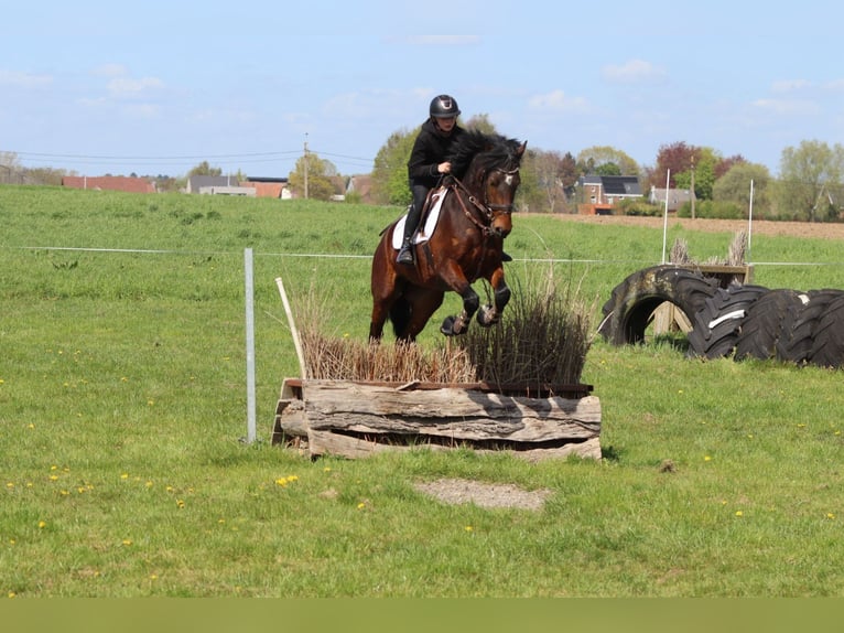 Connemara Gelding 4 years 15.1 hh Brown in Pepingen