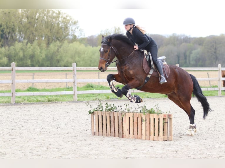 Connemara Gelding 4 years 15.1 hh Brown in Pepingen