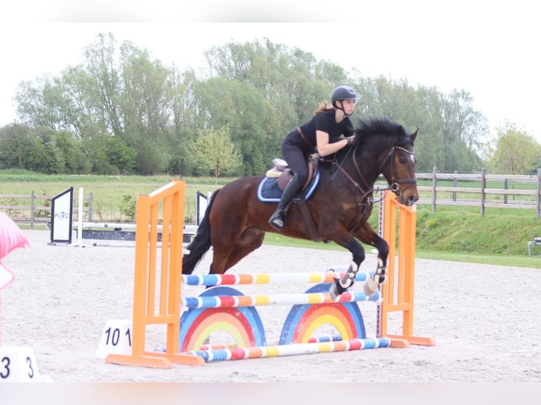 Connemara Gelding 4 years 15.1 hh Brown in Pepingen
