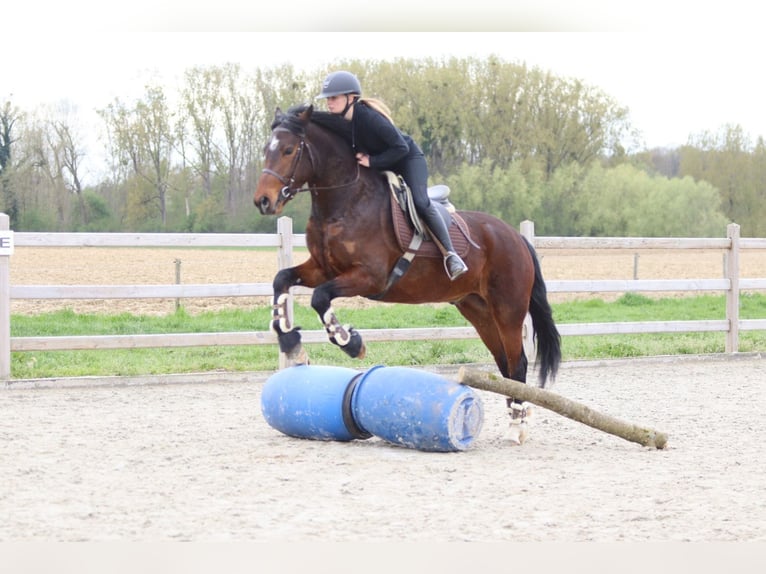 Connemara Gelding 4 years 15.1 hh Brown in Pepingen