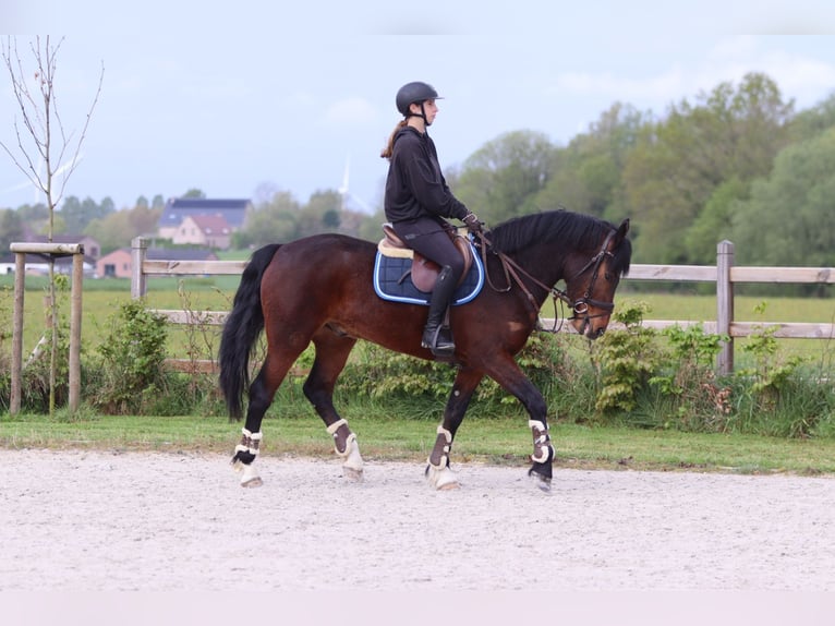 Connemara Gelding 4 years 15.1 hh Brown in Pepingen