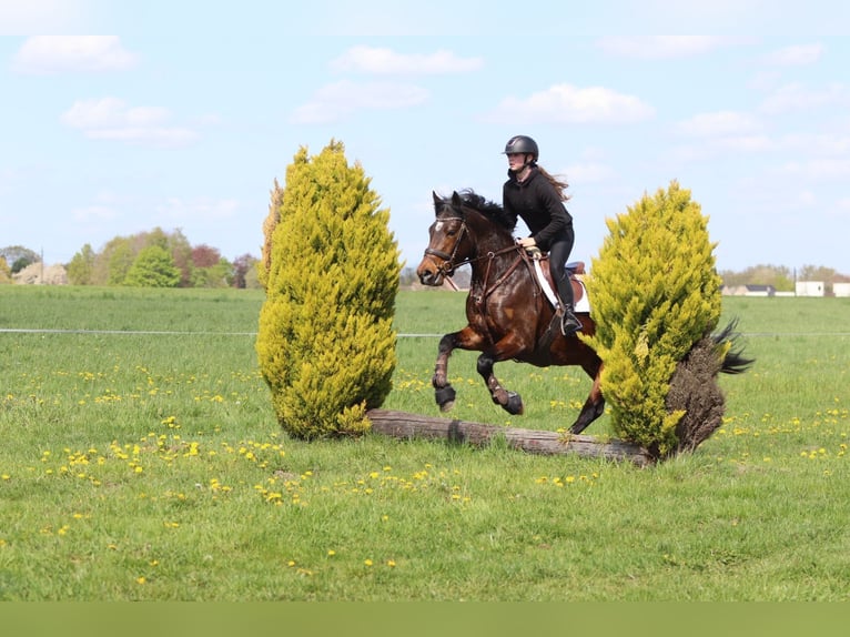 Connemara Gelding 4 years 15.1 hh Brown in Pepingen