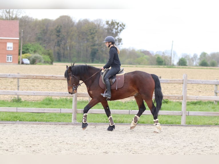 Connemara Gelding 4 years 15.1 hh Brown in Pepingen