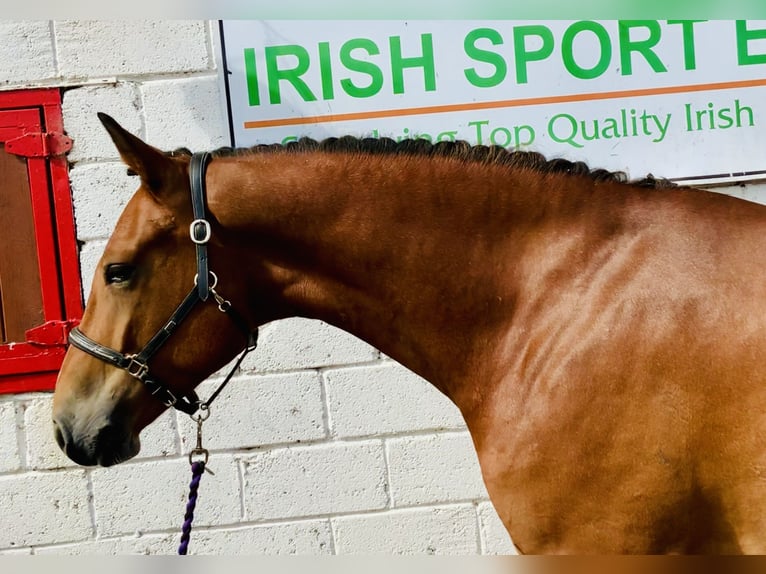 Connemara Gelding 4 years 15,1 hh Brown in Mountrath