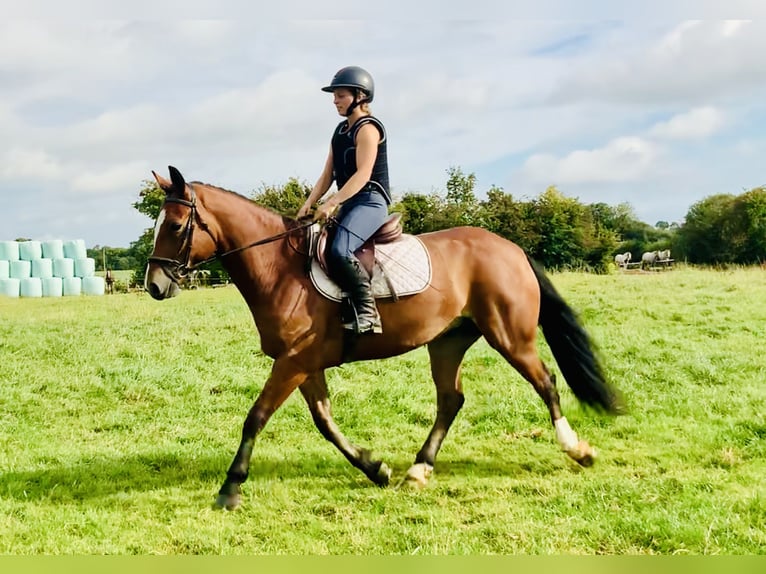 Connemara Gelding 4 years 15,1 hh Brown in Mountrath