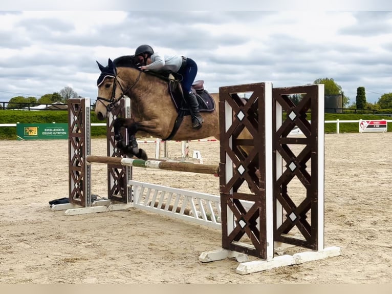 Connemara Gelding 4 years 15.1 hh Dun in Raheen