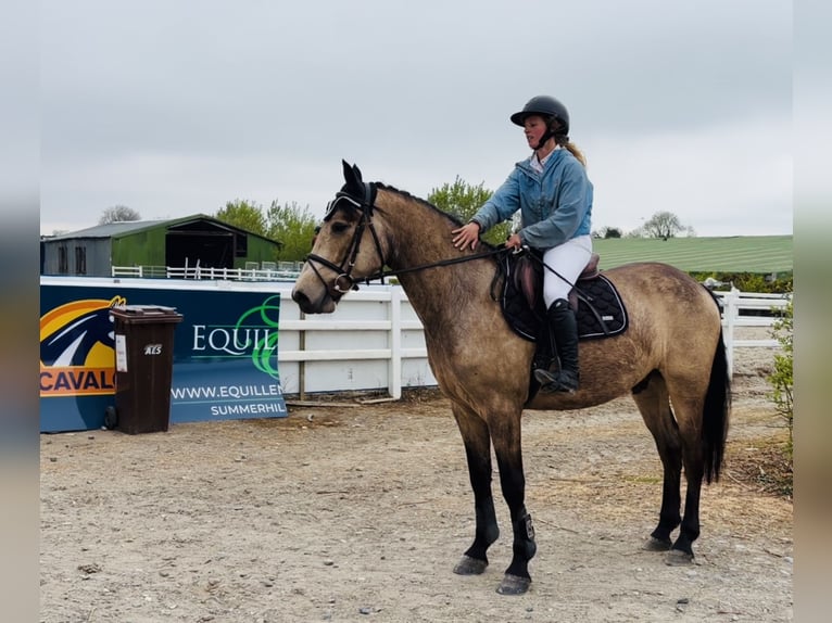 Connemara Gelding 4 years 15.1 hh Dun in Raheen