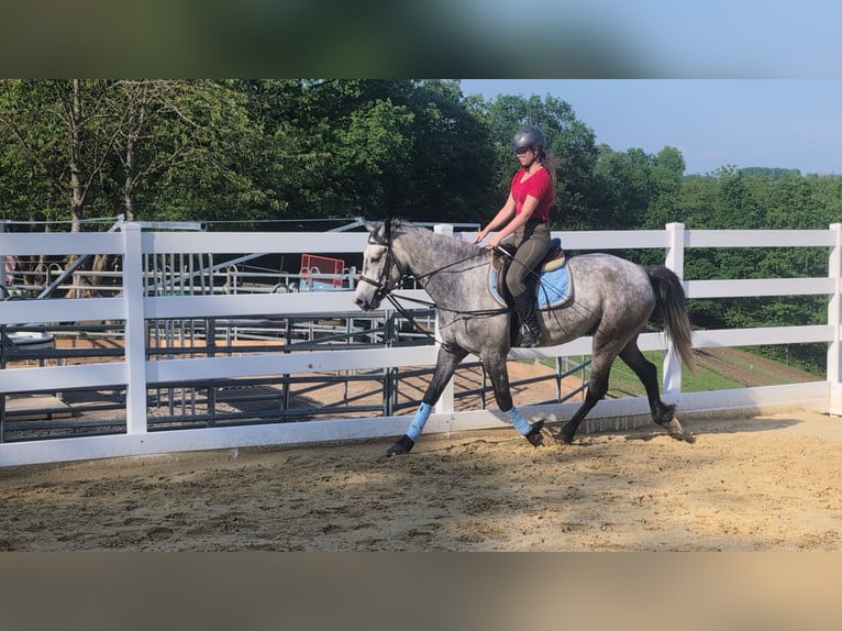 Connemara Gelding 4 years 15.1 hh Grey-Dapple in Morsbach