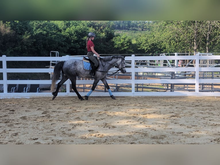 Connemara Gelding 4 years 15.1 hh Grey-Dapple in Morsbach