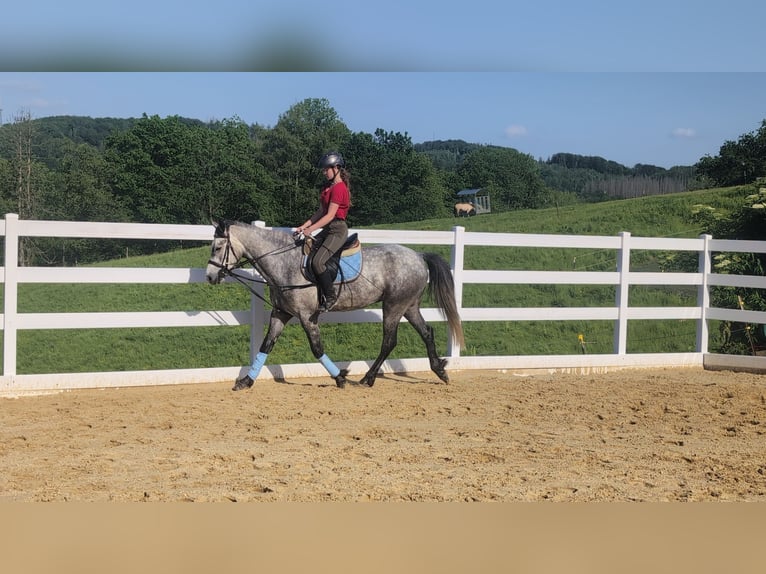 Connemara Gelding 4 years 15.1 hh Grey-Dapple in Morsbach