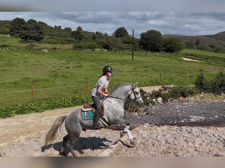 Connemara Gelding 4 years 15.1 hh Grey-Dapple in Sligo